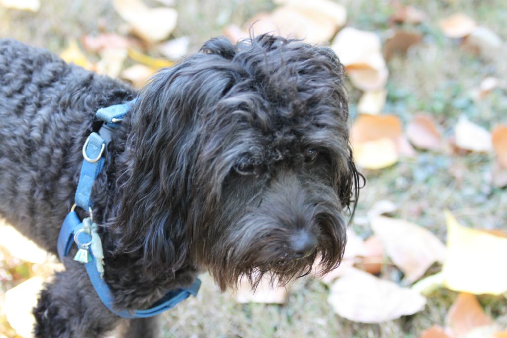 Teddy